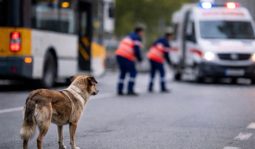 Trabzon’da Sahipsiz Köpek Faciası: Gözler Belediyede