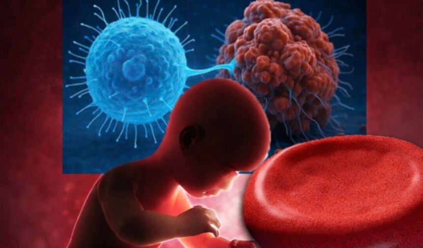 Kordon Kanından Kanser Avcısı Hücreler üretildi