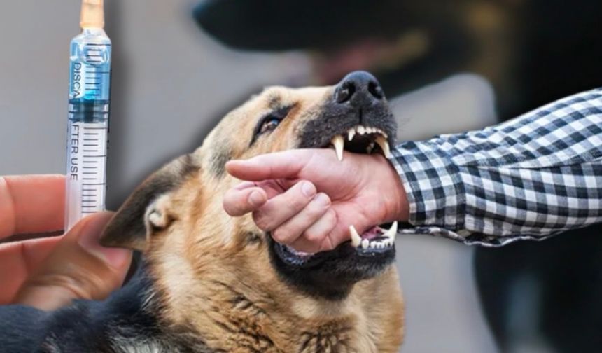 İstanbul Valiliği: “Kuduz Vakalarında Patlama Yok”