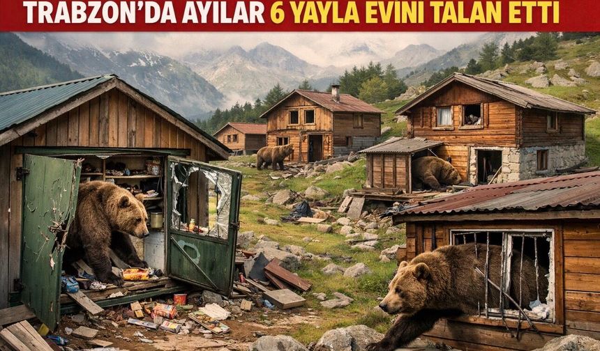 Trabzon’da Ayılar 6 Yayla Evini Talan Etti