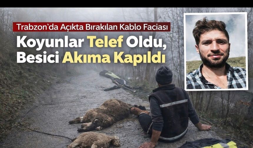 Araklı’da Açıkta Bırakılan Kablo Faciası Koyunlar Telef Oldu, Besici Akıma Kapıldı