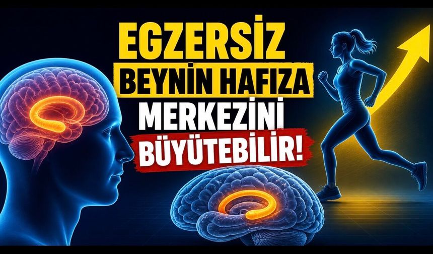 Yürüyüş Beyni de Çalıştırıyor: Hipokampus Araştırması Ne Gösterdi?