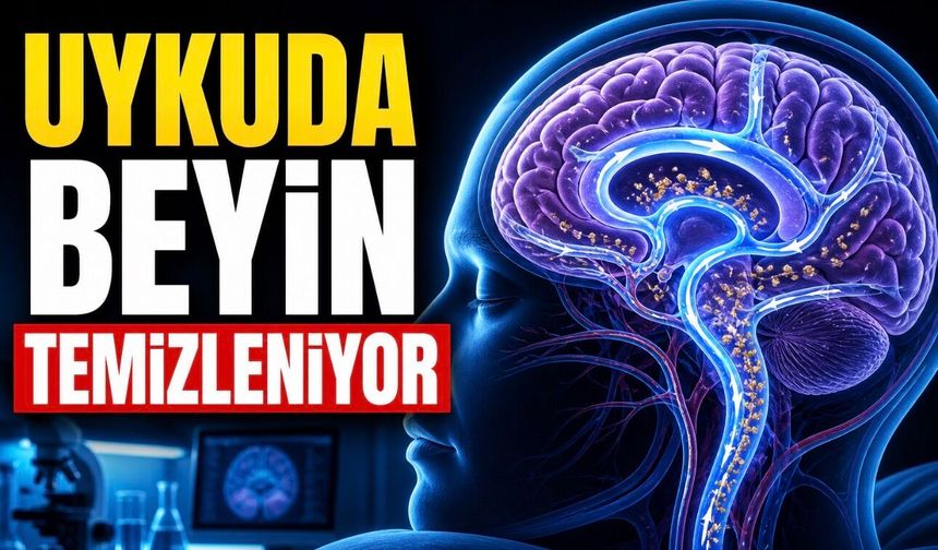 Uyku Sırasında Beyin Kendini Temizliyor: Bilim İnsanları Bu Mekanizmayı İnceliyor