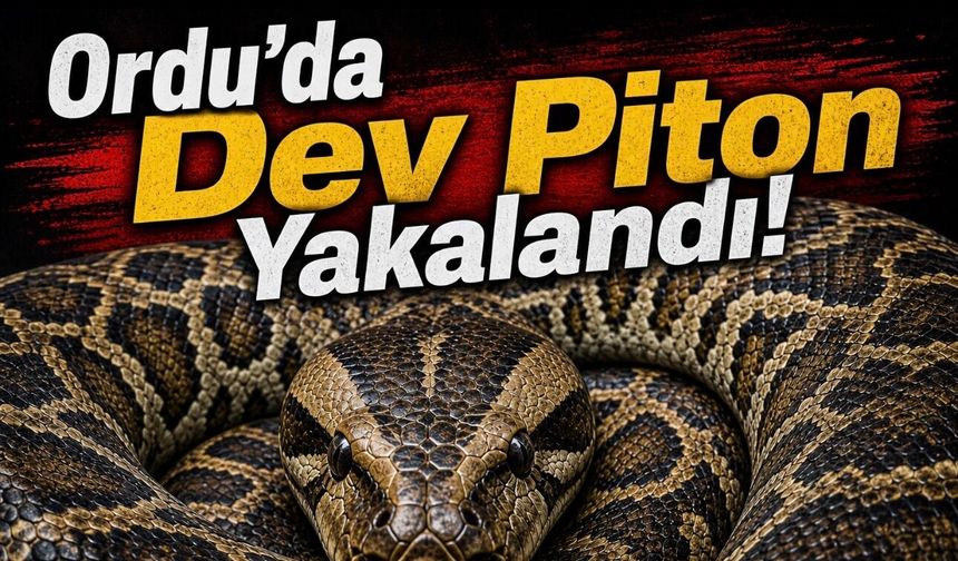 Ordu’da Yasa Dışı Piton Operasyonu: Egzotik Yılan Giresun’a Teslim Edildi