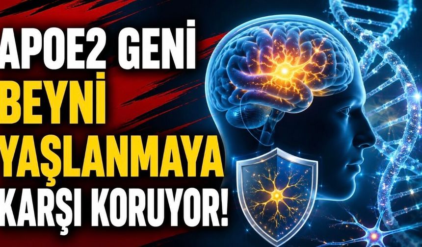 Uzun Ömürle İlişkili APOE2 Geni Beyin Hücrelerini Yaşlanmaya Karşı Koruyabilir