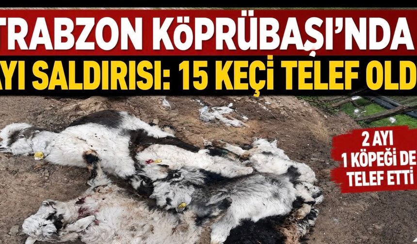 Trabzon Köprübaşı’nda Ayı Dehşeti: 15 Keçi ve Bir Köpek Telef Oldu