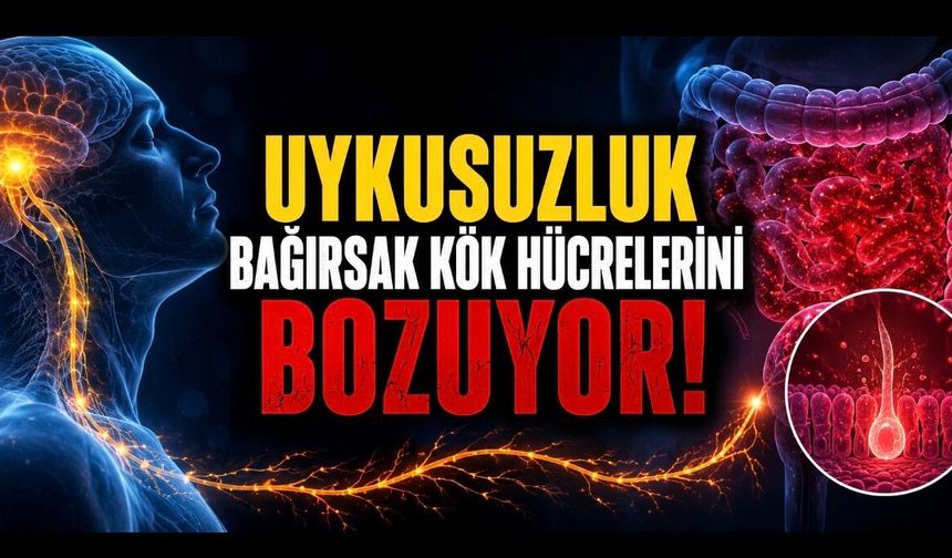 Uykusuzluk Bağırsakları da Vuruyor: Yeni Araştırma Şaşırtan Mekanizmayı Ortaya Koydu