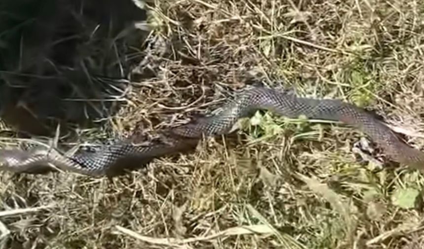 Ordu’da 4 Metre Yılan İddiası: Uzmanlardan “Öldürmeyin” Uyarısı