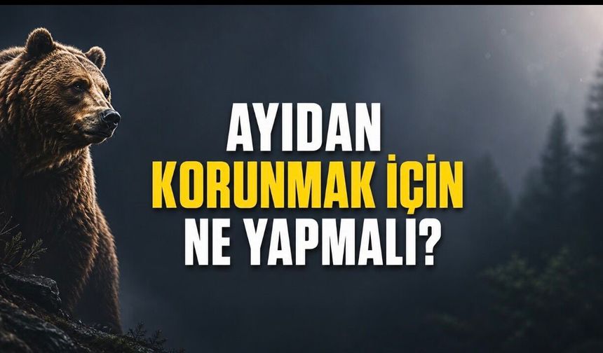 Uzmanlardan Kritik Uyarı: Ayıyla Karşılaşınca Pazarlık Yapmayın, Selfie Teklif Etmeyin!