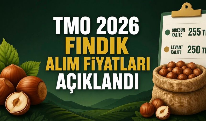 TMO 2026 Fındık Alım Fiyatlarını Açıkladı: Giresun 255, Levant 250 TL