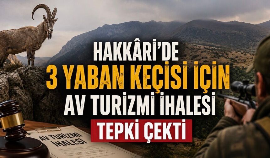 Hakkâri’de 3 Yaban Keçisi İçin Av Turizmi İhalesi Açıldı: Karar Tepki Topladı