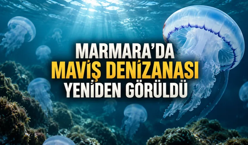 Marmara’da Maviş Denizanası Yeniden Görüldü: Bilimsel Kaydı 2020’ye Uzanıyor