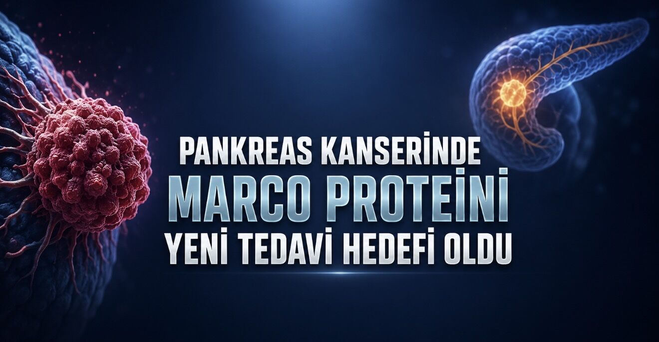 Pankreas kanseri araştırmasında umut veren MARCO bulgusu