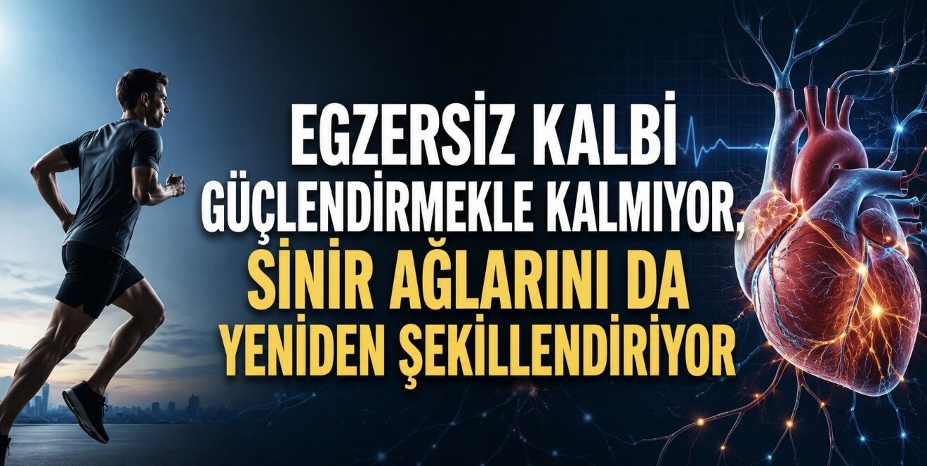 Egzersiz Kalbi Güçlendirmekle Kalmıyor, Sinir Ağlarını da Yeniden Şekillendiriyor