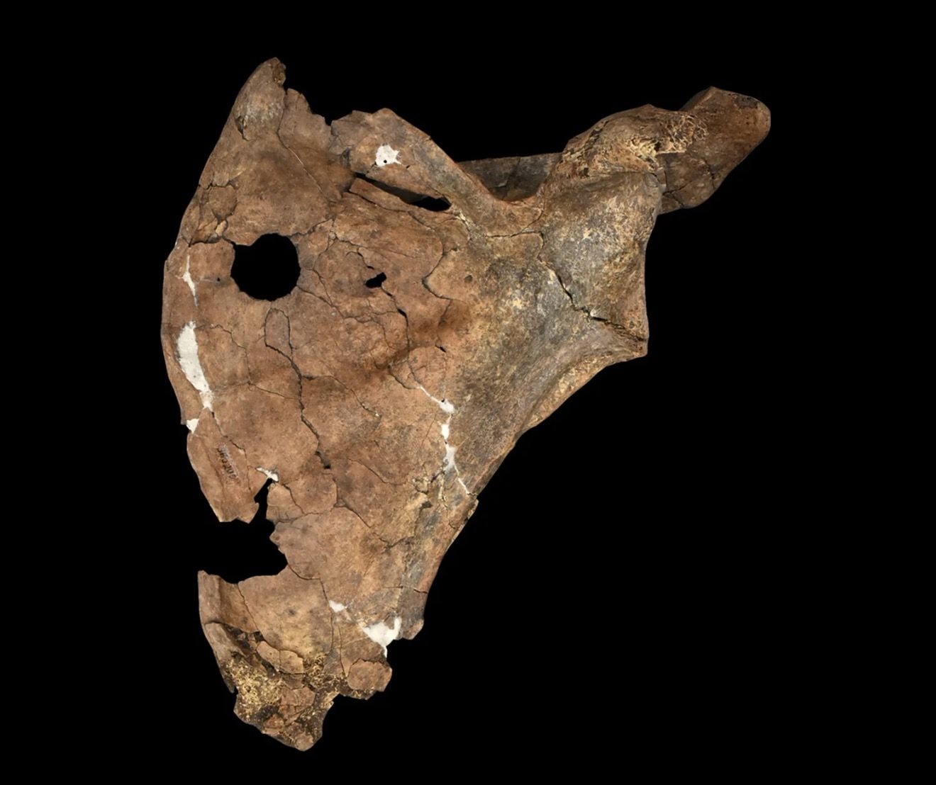 Neandertaller Yaralılarına Bakıyor muydu?